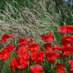 Whittington - WW1 (99).jpg